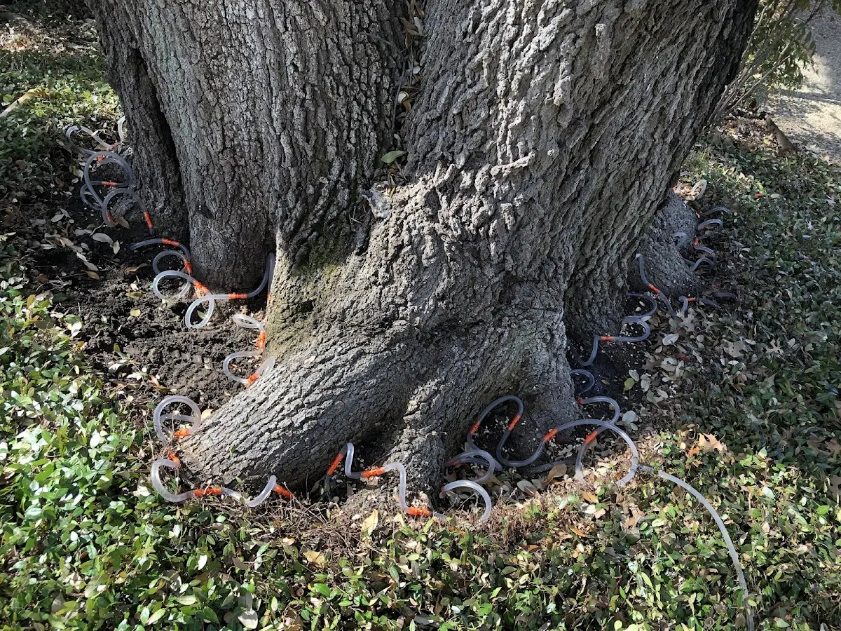 Detailed Tree Cabling and Bracing job site in Limestone